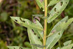 Pine barren goldenrod